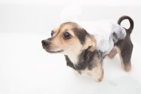 ozonothérapie-mousse